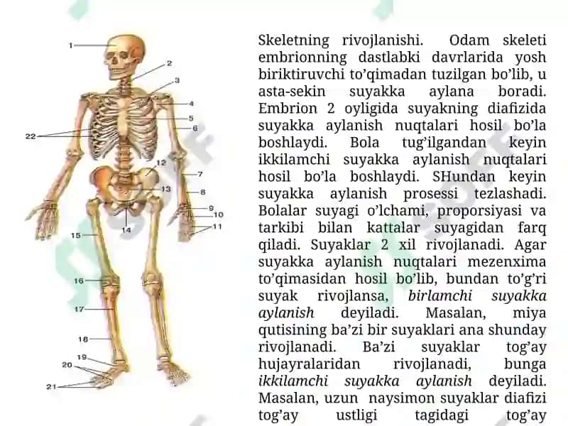 Osteologiya: Skеlet sistеmаsini umumiy tа’rifi 4