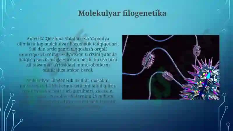 Umrutqalilar a'zolar tizimi filogenezi 4