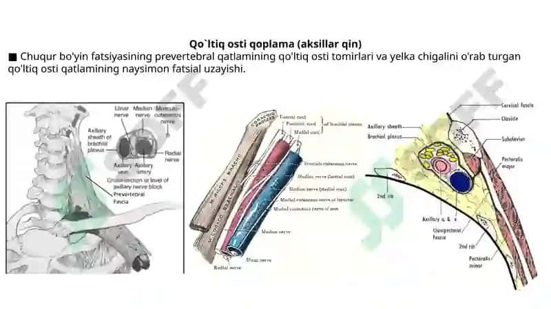 Qo’ltiq va ko’krak sohasi fasiyalari, Qo’ltiq sohasi, Ko’krak sohasi va sut bezlari. 4