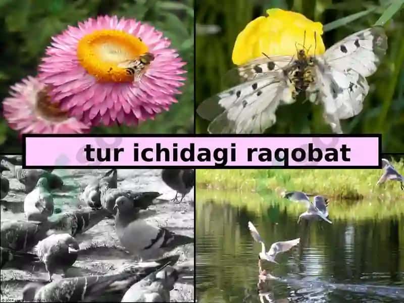TIBBIY PARAZITOLOGIYA.PARAZITIZMNINGTIBBIYVA BIOLOGIK ASOSLARI.ODAMPARAZITLARI. 4