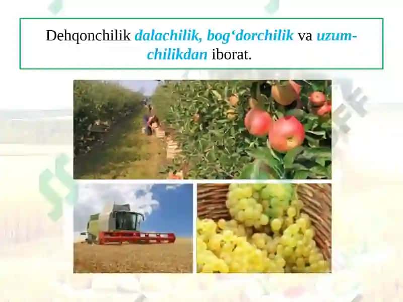 DEHQONCHILIK 4