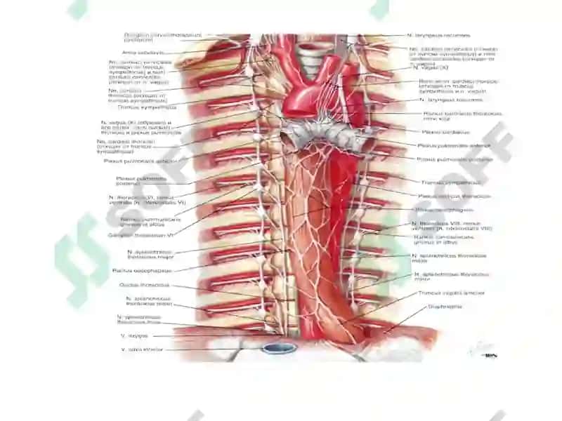 Aorta va uning shoxlari 4