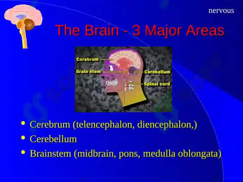 The Nervous System 4