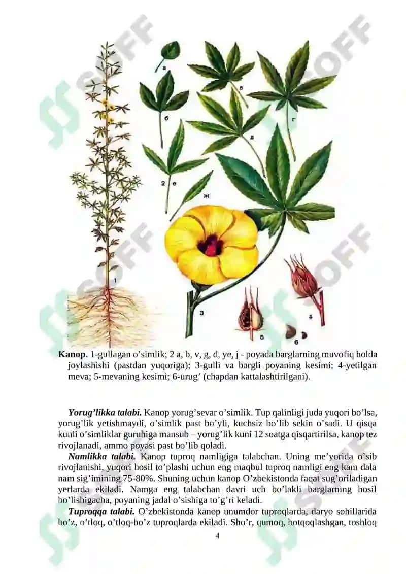 Kanop morfologiyasi,biologiyasi va yetishtirish texnologiyasi 4