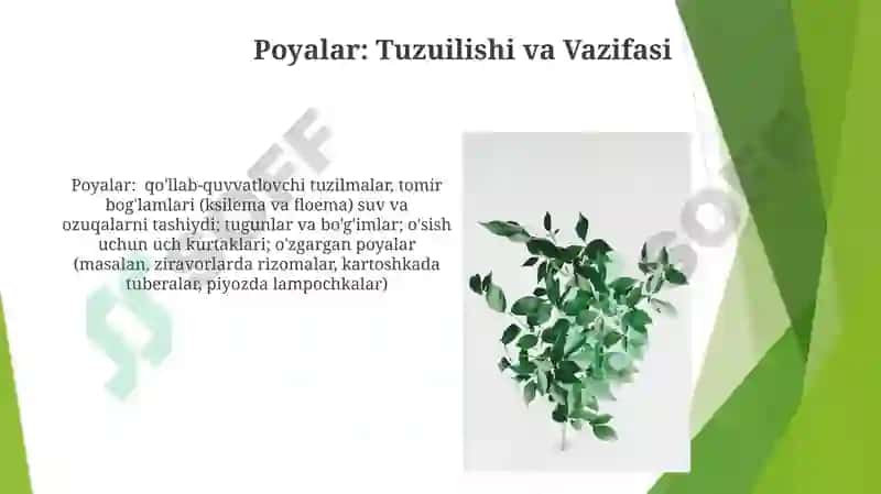Òsimliklarni vegetativ va generativ organlari jinsiy kopayish 4