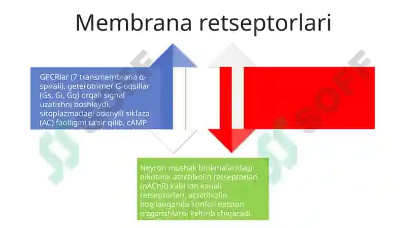 Signallarni membranalar orqali o'tkazilishi 4