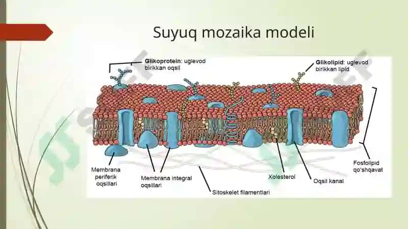 Plazmolemmaning “Suyuqmozaika” modeli 4