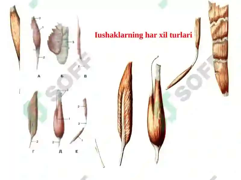 Gavda mukullari 4