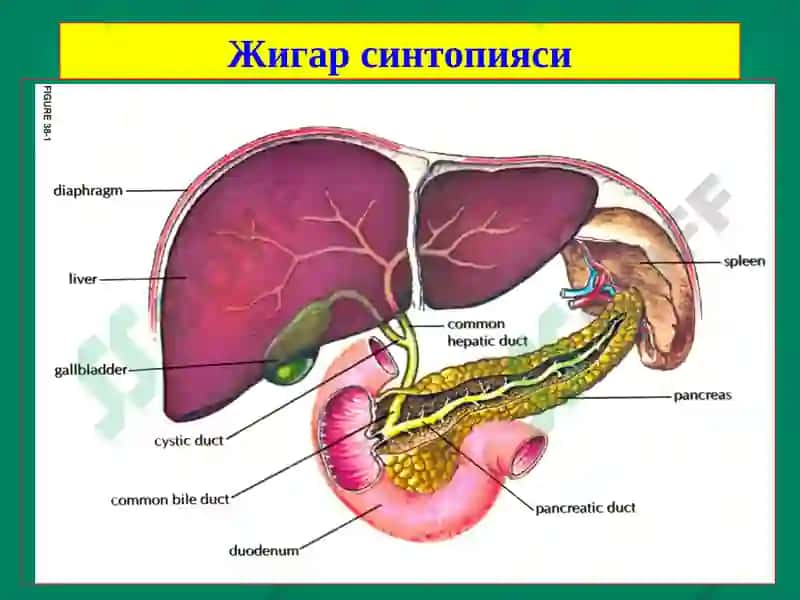 Жигар хирургик касалликлари 4