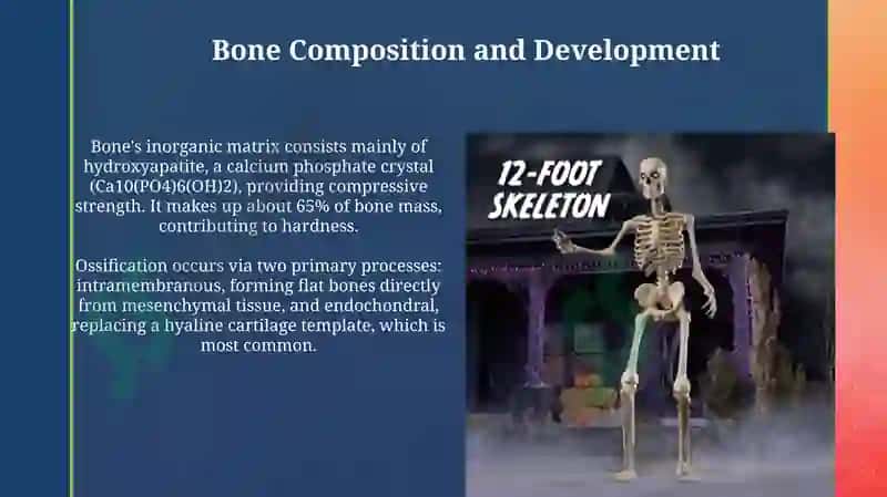 Skeleton 4