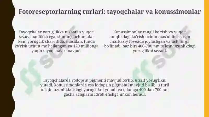 Fotoretsepsiyaning morfologik asoslari 4