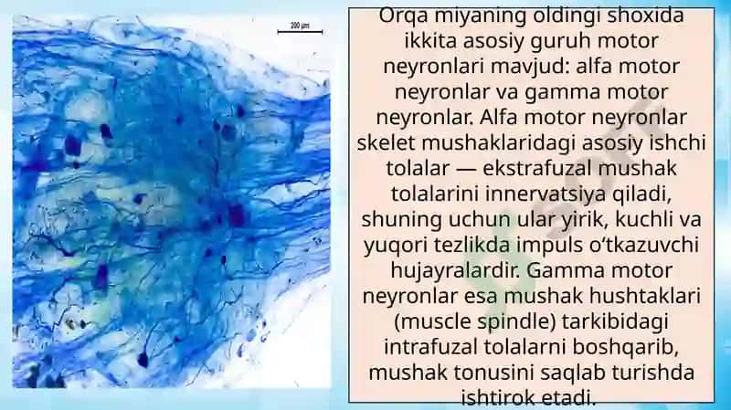 orqa miyaning harakatlantiruvchi neyronlari haqida umumiy tushuncha 4