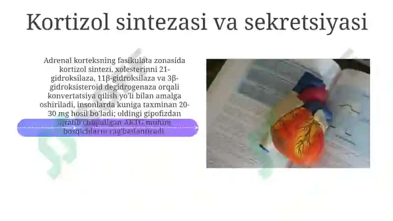 Buyrak usti bezi fiziologiyasi 4