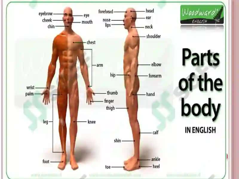 Human Body 4