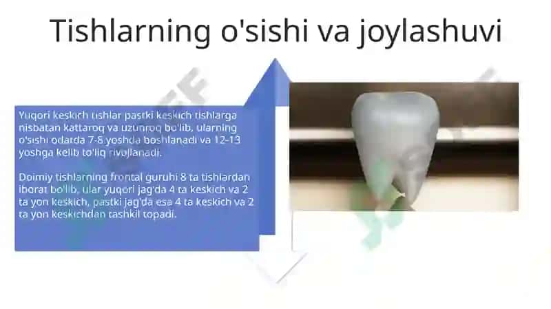 Doimiy tishlovdagi frantal guruh tishlarning tuzulishi 4