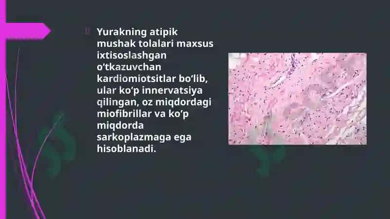 Yurakning o'tkazuvchanlik sistemasi 4