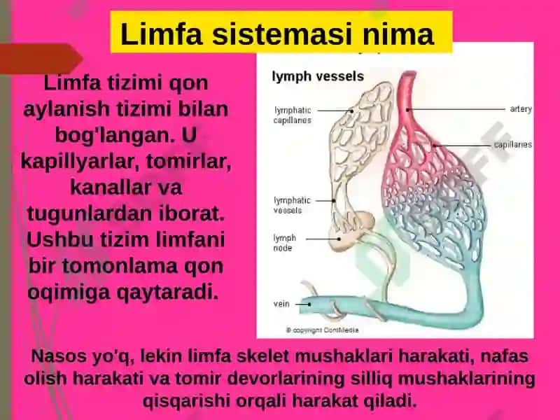 Limfa sistemasi 4