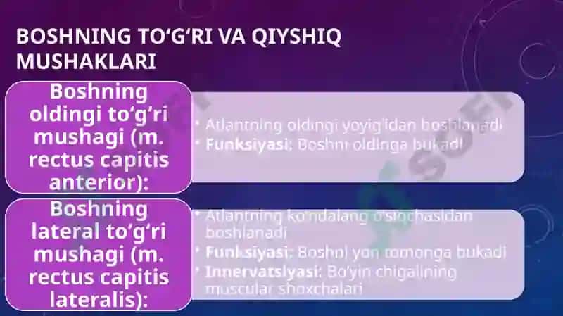 bo'yin topografiyasi 4