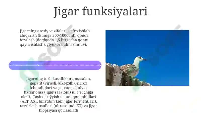 Jigar saratoni 4
