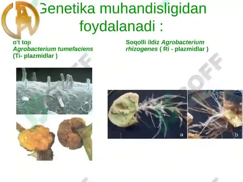 O'simliklargenetik muhandisligi imkoniyatlar va cheklovchi omillar 4
