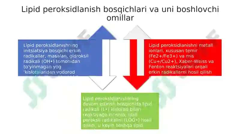 Lipid peroksidlanishi 4