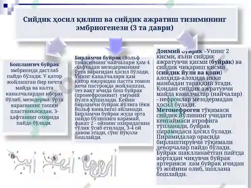 Болалар касалликлари пропедевтикаси 4