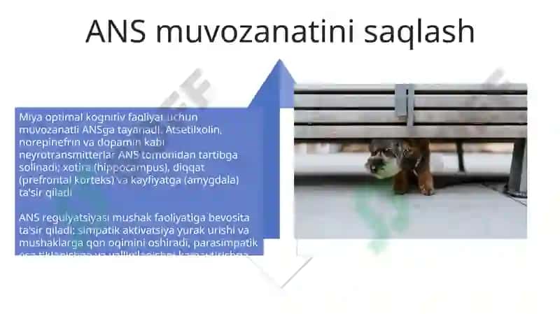 Vegetativ nerv tizimi 4