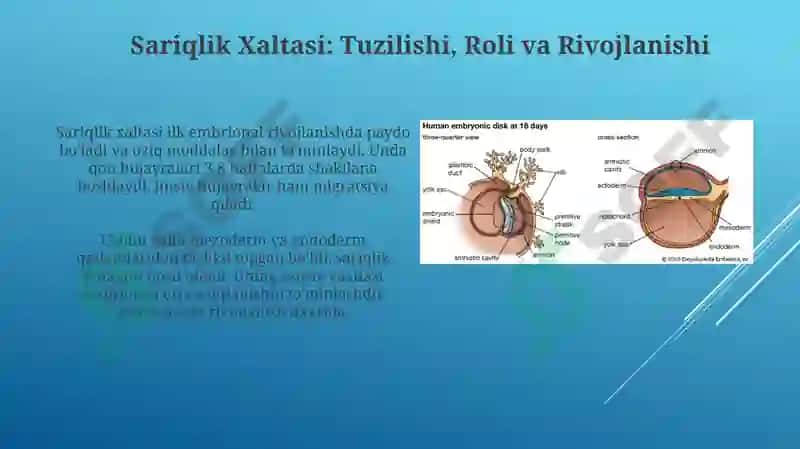 Amnion, Sariqlik Xaltasi, Allantois va Yo'ldoshning Tuzilishi va Rivojlanishi 4