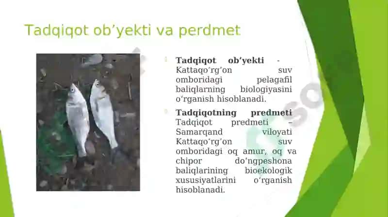 KATTAQO‘RG‘ON SUV OMBORIDA YETISHTIRILADIGAN PELAGOFIL BALIQLARNING BIOEKOLOGIYASI 4