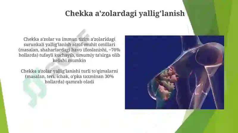 Immunitet tizimining periferik a'zolari 4