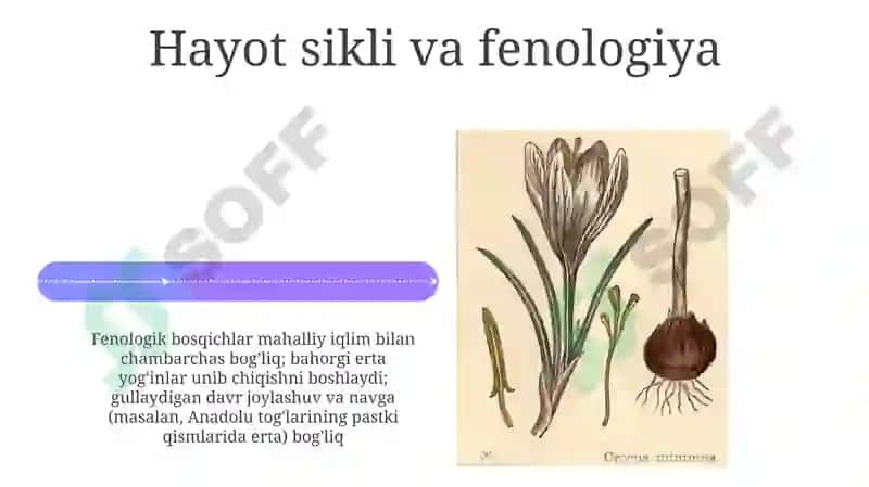 Barxatsi ko`knor (Papaver bracteatum) 4