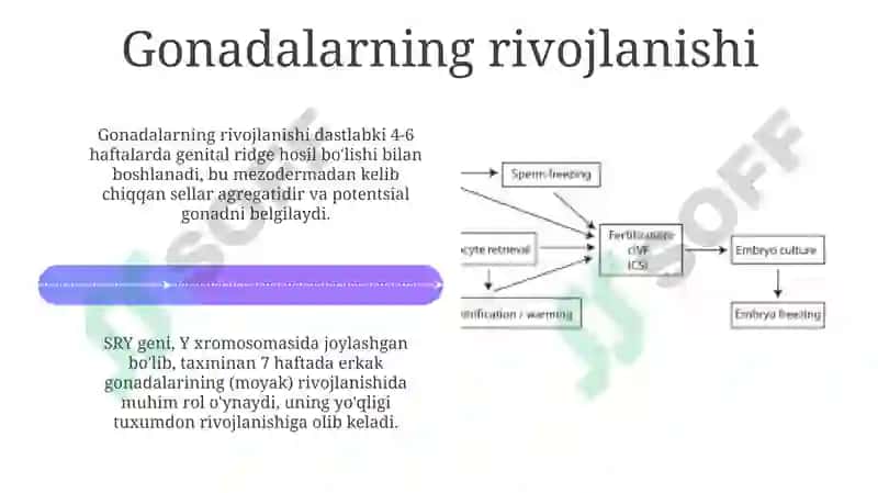 Jinsiy bezlar rivojlanishi 4