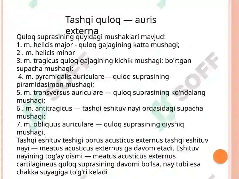 Eshituv va muvozanat a`zolari 4