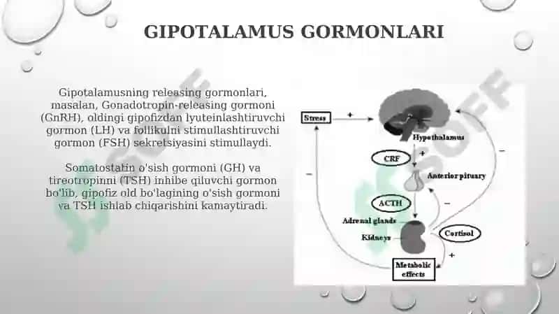 Gipotalamo-gipofizar tizim:boshqaruv va ta’siri 4
