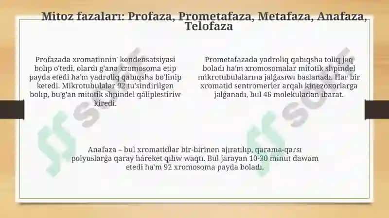 Mitozprocessi 4