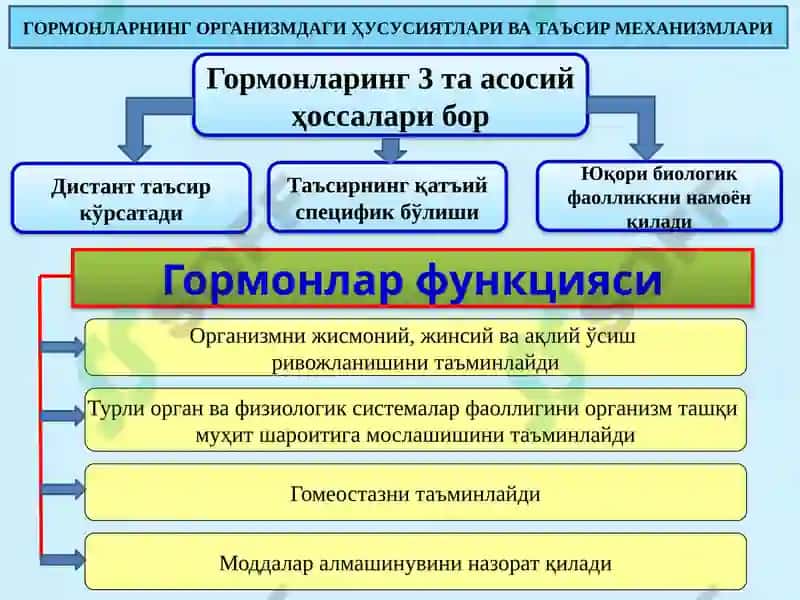 Организмдаги безлар 4