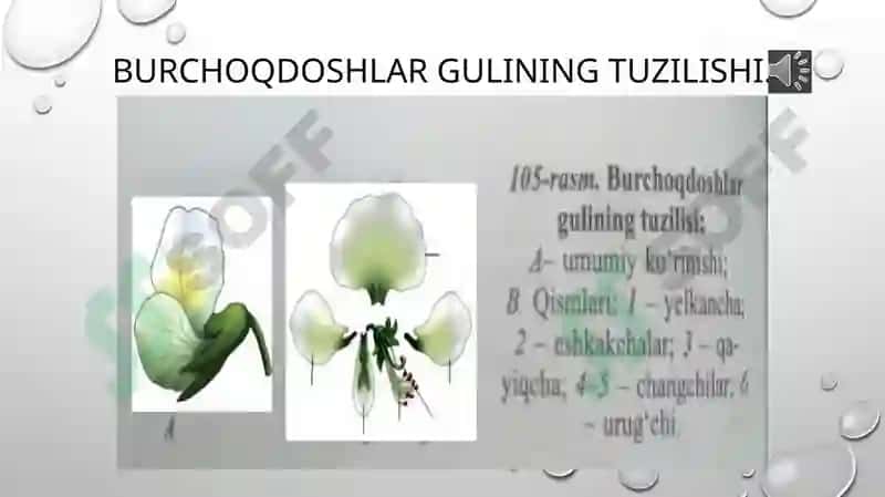 Burchoqdoshlar oilasi 4