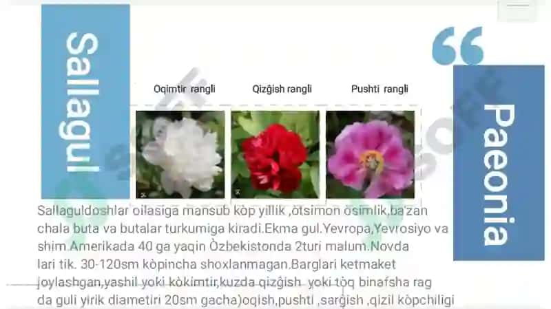 Koʻp yillik oʻsimliklar 4