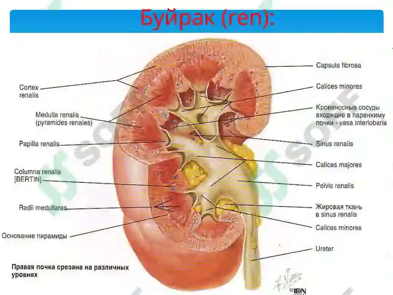 Гломерулонефритлар 4