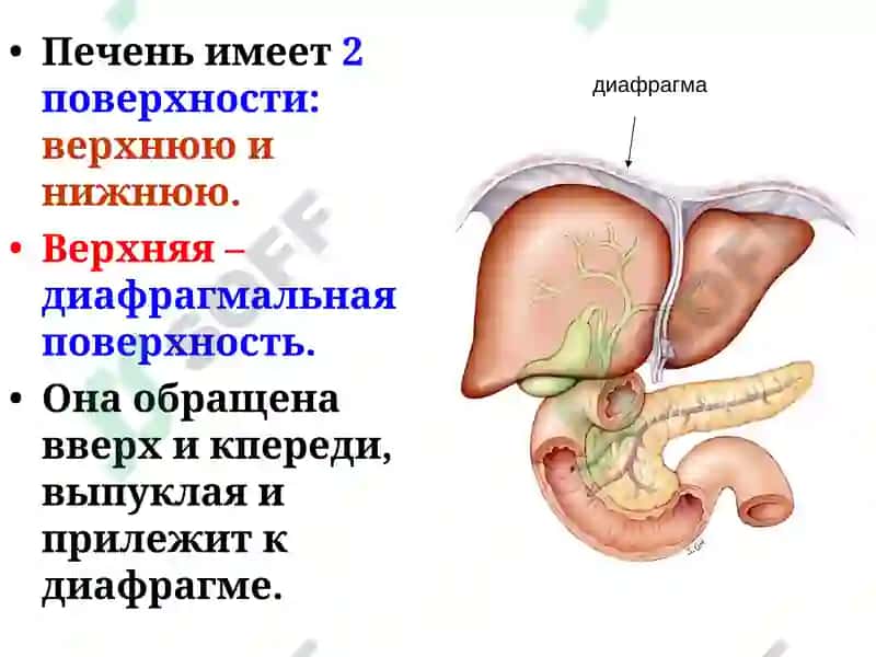 Строение и функции печени 4