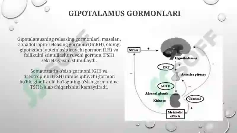 Gipotalamo-gipofizartizim:boshqaruvvata’siri 4