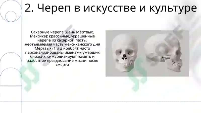 Череп 4