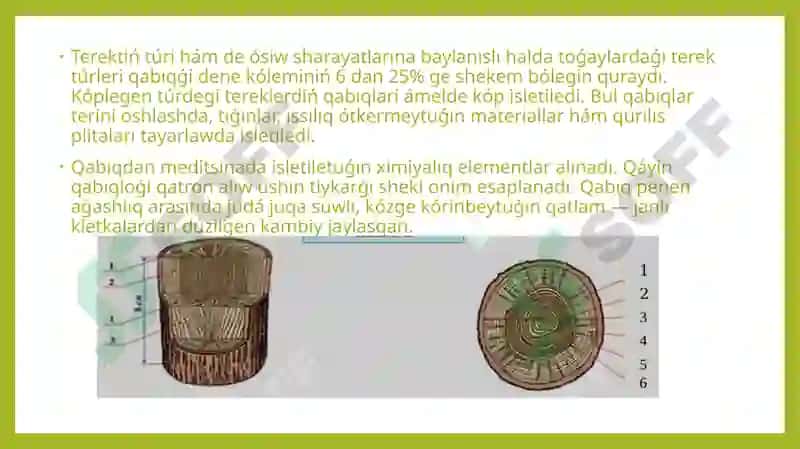 Aǵashtıń dúzilisi. Slayd 4