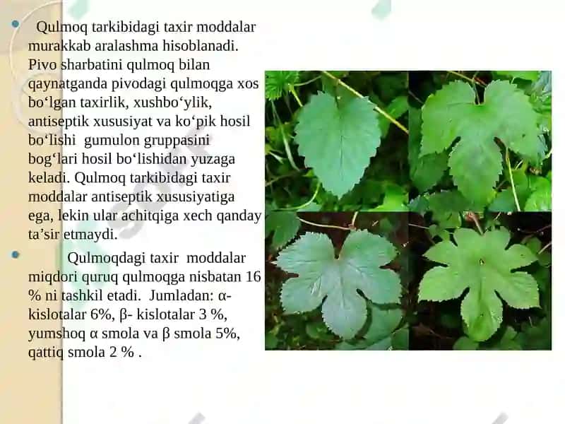 Qulmoqg‘uddasining kimyoviy tarkibi 4