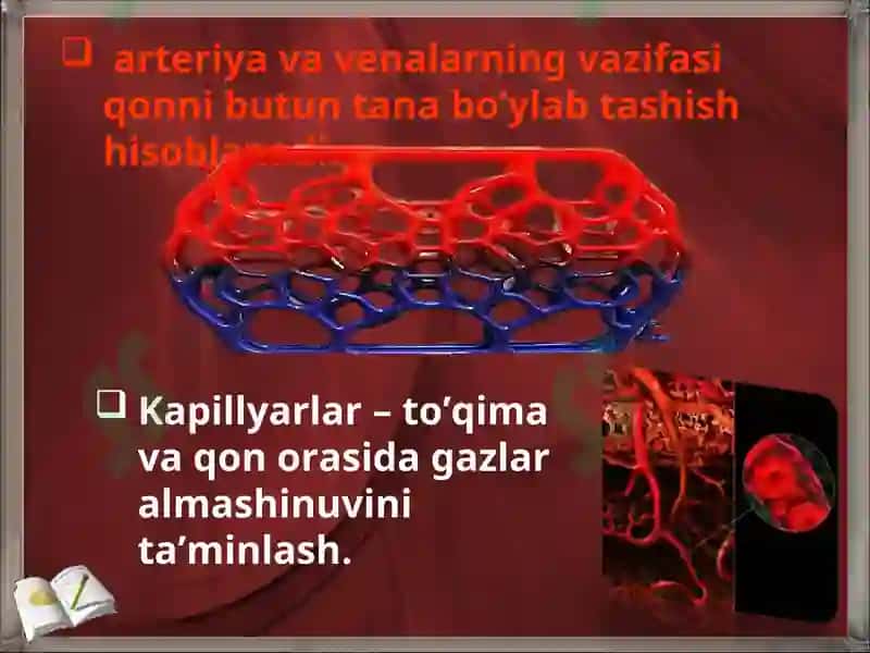 YURAK QON-TOMIR TIZIMINING UMUMIY ANATOMIYASI 4