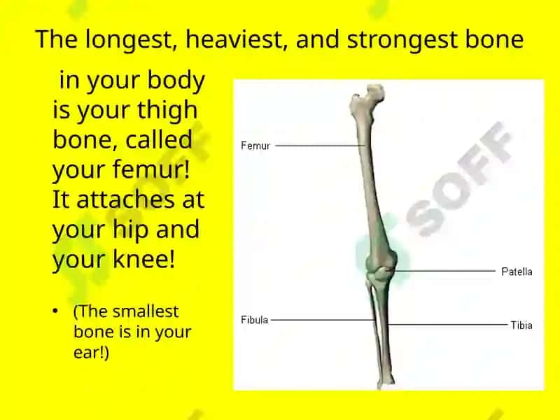 Humanskeleton 4