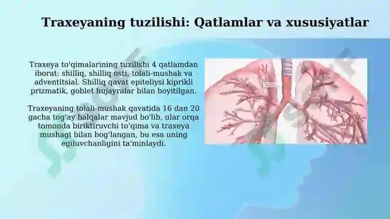 Трахея ва бронхларнинг анатомо-физиологик хусусиятлари 4