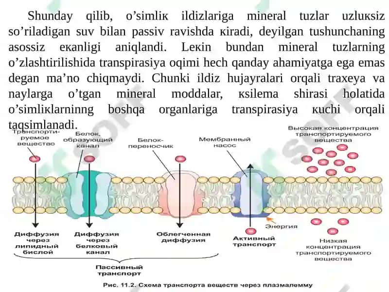 Ildizlarda ionlarning tashiluvi 4