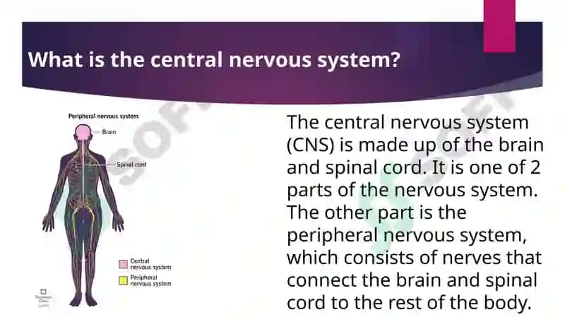 Brain and Nervous System 4