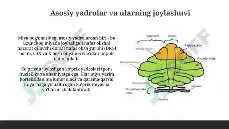 Miya pogʻonasining ahamiyati 4